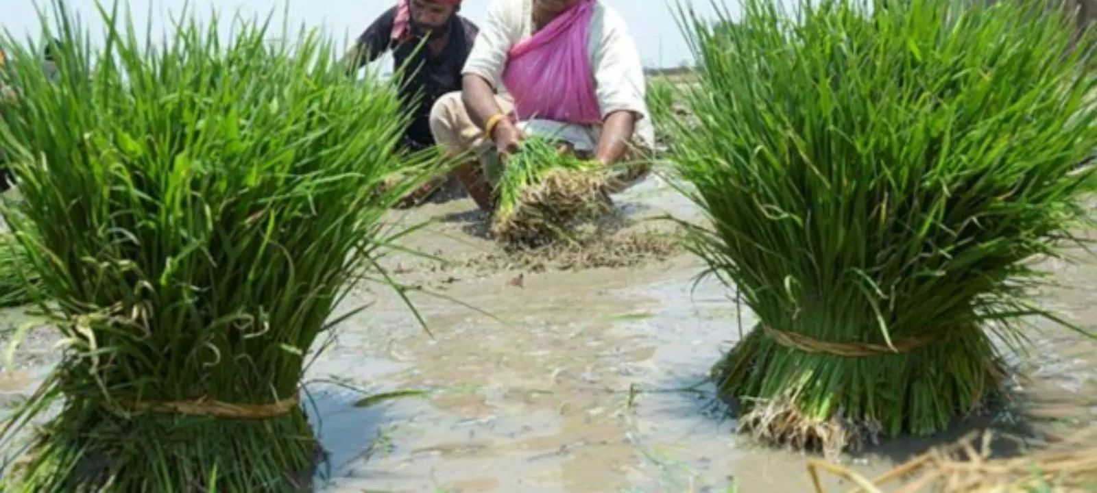 In major digital agriculture push, 11 crore farmers get unique IDs
